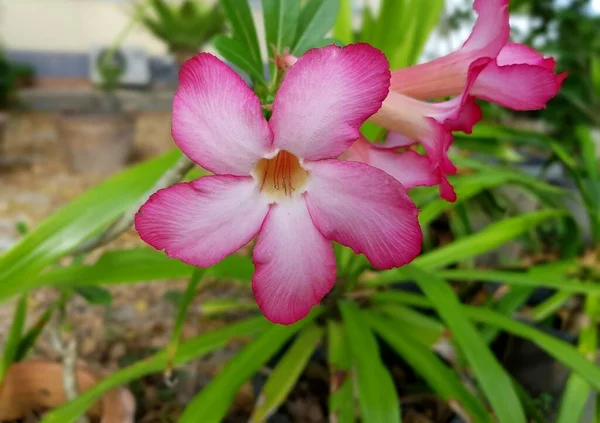 Schöne Wüstenrosenblume Garten — Stockfoto