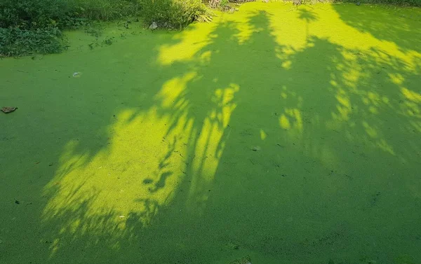 stock image Green duckweed in the nature.