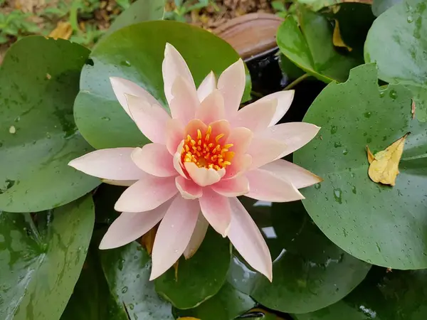 Güzel Pembe Nilüfer Çiçeği Yeşil Yapraklar Doğada — Stok fotoğraf