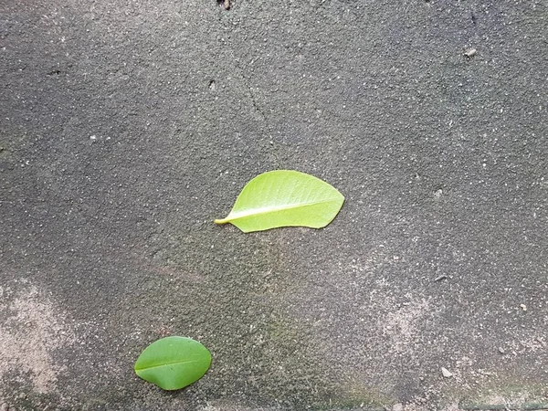 Grüne Blätter Auf Dunklem Betonhintergrund — Stockfoto