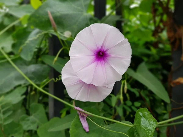 Δόξα Πρωινού Λουλούδι Στη Φύση — Φωτογραφία Αρχείου