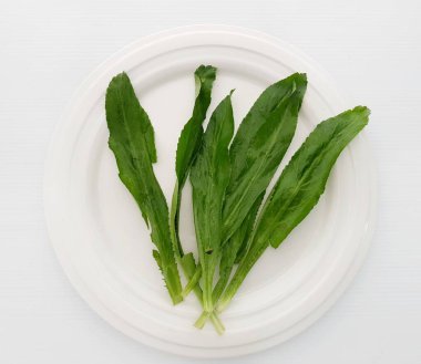 Beyaz arka planda taze Culantro sebzesi.