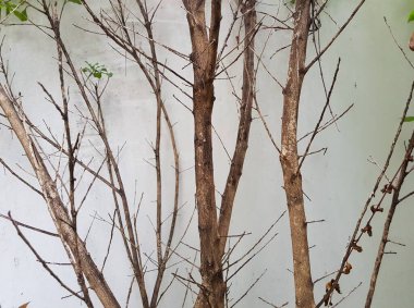 Beyaz arka planda sarı kadife çiçeğini tutan el..