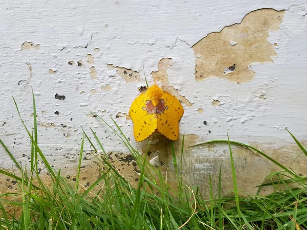 Gelber Schmetterling Der Wand — Stockfoto