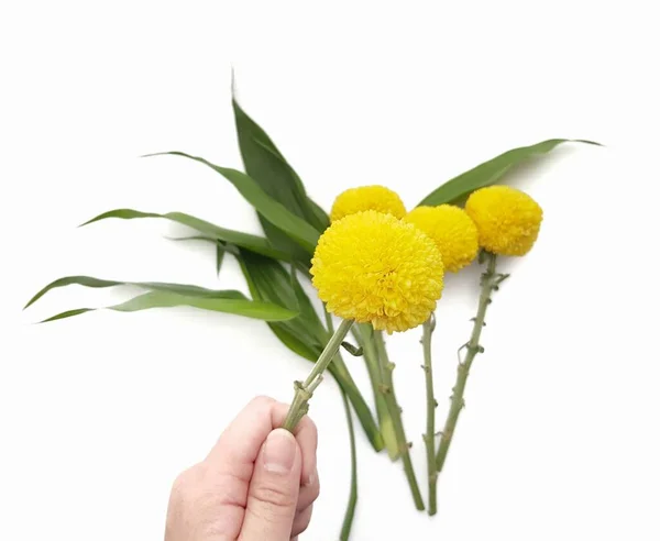 Χέρι Κρατώντας Κίτρινο Λουλούδι Marigold Λευκό Φόντο — Φωτογραφία Αρχείου