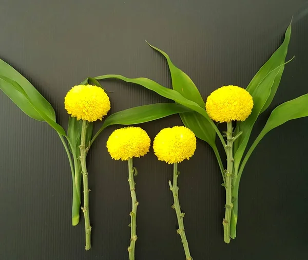 Κίτρινο Λουλούδι Marigold Μαύρο Φόντο — Φωτογραφία Αρχείου