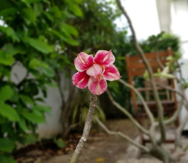Bela Flor Rosa Deserto Jardim — Fotografia de Stock