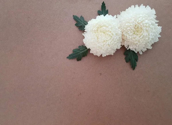 Біла Квітка Хризантеми Коричневому Фоні — стокове фото