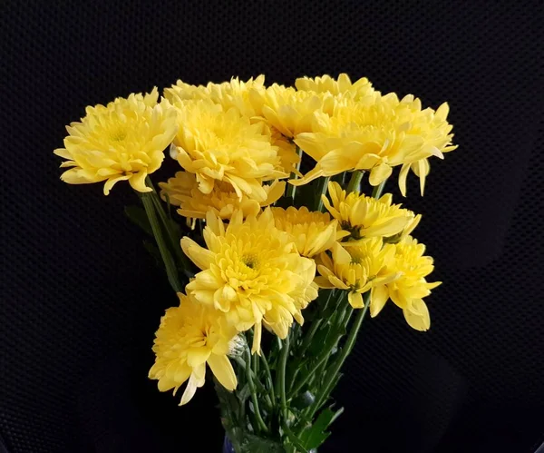 Żółty Chryzantema Kwiat Czarnym Tle — Zdjęcie stockowe