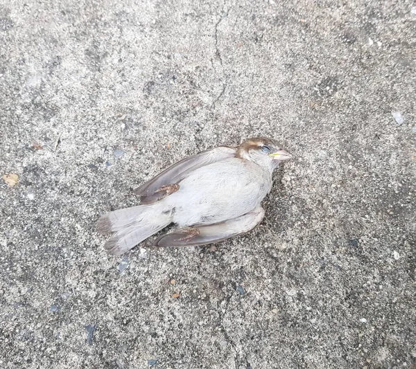 Toter Vogel Auf Dem Kahlen Hintergrund — Stockfoto