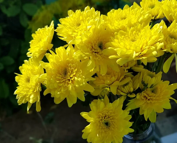 Gelbe Chrysanthemenblume Auf Fensterglas Mit Natürlichem — Stockfoto