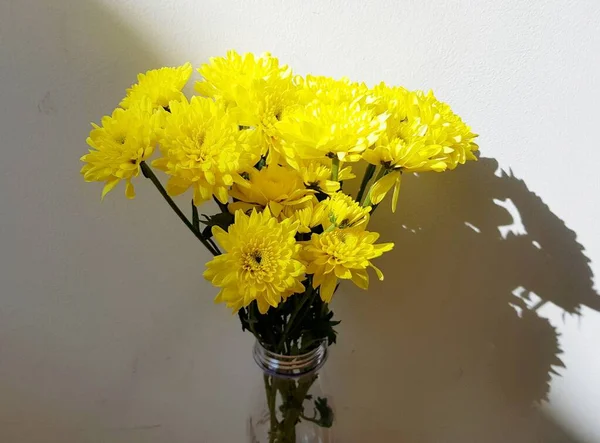 Amarelo Flor Crisântemo Parede Concreto Luz Solar — Fotografia de Stock