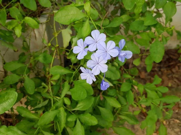 Capa Púrpura Flor Hierba Plomo Jardín — Foto de Stock
