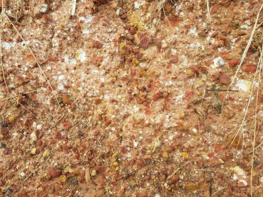 dry leaves on red soil background.