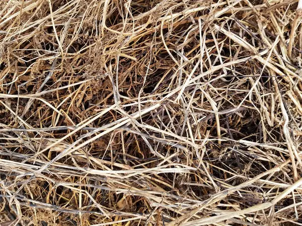 Dry Grass Texture Background — Stock Photo, Image
