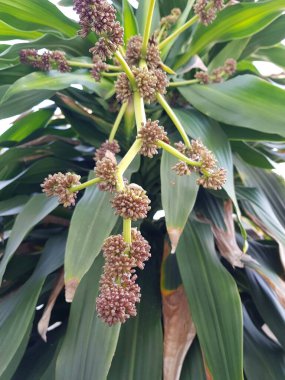 Ümit Burnu çiçek ve ağaçtır bahçede.