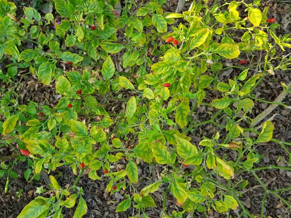 Chilli Vermelho Folhas Verdes Jardim — Fotografia de Stock