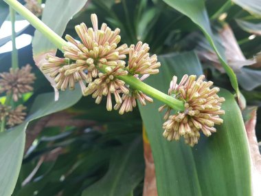 Ümit Burnu çiçek ve ağaçtır bahçede.