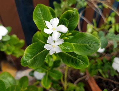 Bahçede beyaz Madagaskar menekşe çiçeği.