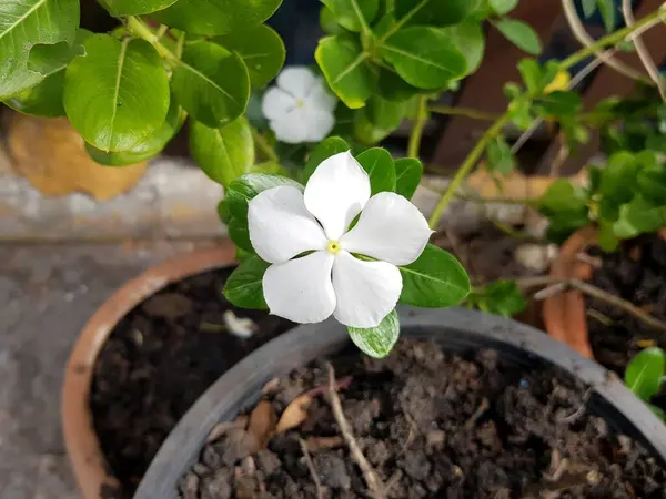White Madagascar Periwinkle Flower Garden — Stock Photo, Image