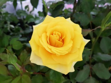 Bahçede güzel sarı gül ve yeşil yapraklar.