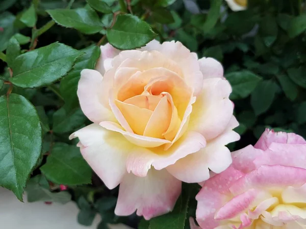 Belle Rose Feuilles Vertes Dans Jardin — Photo