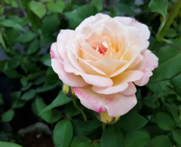 Schöne Rosa Und Grüne Blätter Garten — Stockfoto