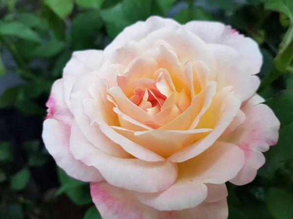 Zamknij Się Piękna Róża Zielonym Tle Liści — Zdjęcie stockowe