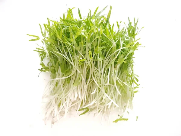 Beyaz arka planda sabah ihtişamı filizleniyor.