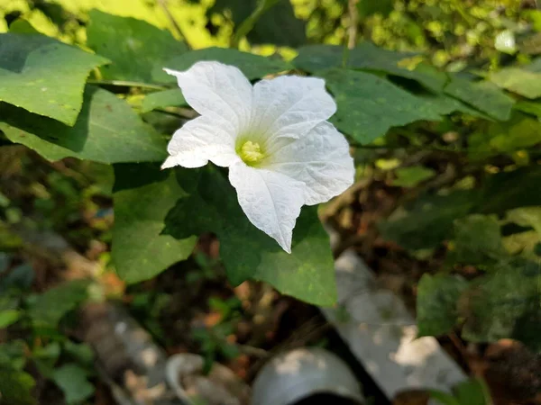 Белый Цветок Плюща Тыквы Саду — стоковое фото