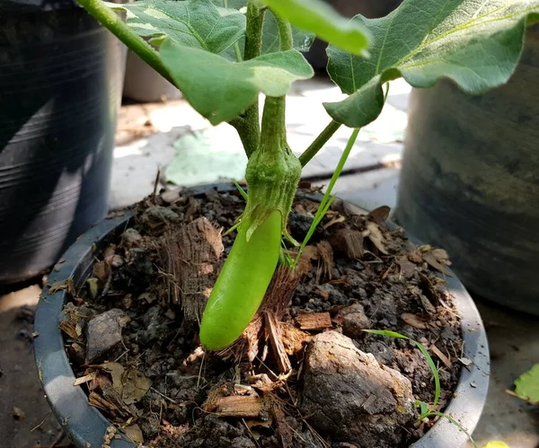 Fresh Eggplant Tree — Stock Photo, Image