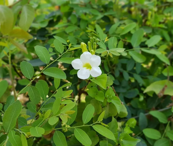 Bílý Květ Zelených Listech Pozadí — Stock fotografie