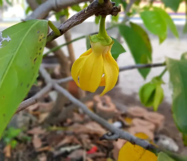 stock image Yellow ylang-ylang flower in the garden.