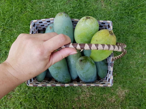 Mangó Gyümölcsök Egy Kosárban Zöld Háttér — Stock Fotó