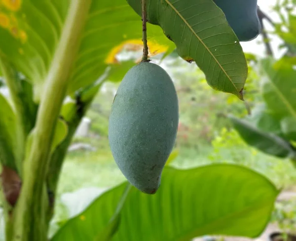 Ağaçta Mango Meyvesi — Stok fotoğraf