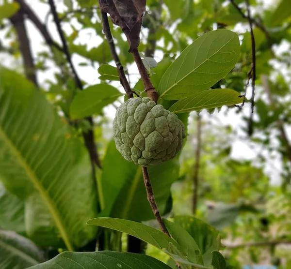 Figi Owoc Drzewie — Zdjęcie stockowe