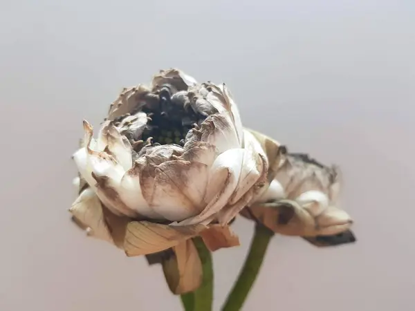 Biały Uschnięty Kwiat Lotosu Betonowym Tle — Zdjęcie stockowe
