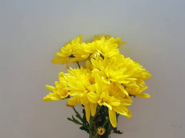 Yellow Chrysanthemums Flower Cencrete Background — Stock Photo, Image
