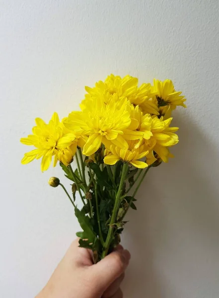 Żółte Chryzantemy Kwiat Cencrete Tle — Zdjęcie stockowe