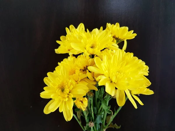 Chrysanthèmes Jaunes Fleur Sur Fond Sombre — Photo