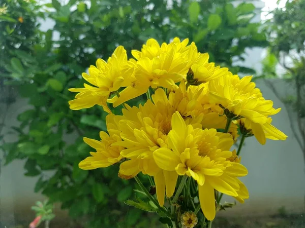 Жовті Хризантеми Квітка Віконному Склі Фоном Природи — стокове фото