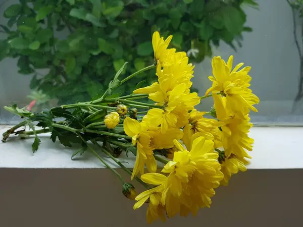 Żółte Chryzantemy Kwiat Szybie Okna Tłem Natury — Zdjęcie stockowe