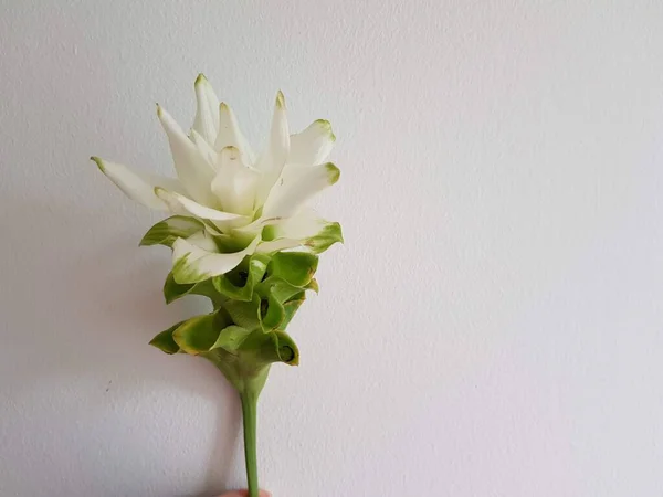 Біла Квітка Сіамського Тюльпана Бетонному Фоні — стокове фото