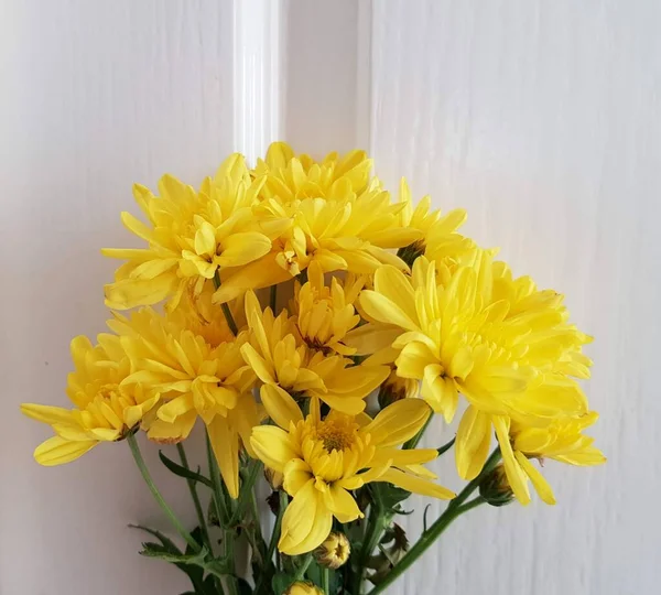 Bouquet Yellow Chrysanthemums White Background — Stock Photo, Image