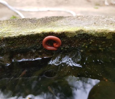 Çimento arka planında kırmızı kırkayak