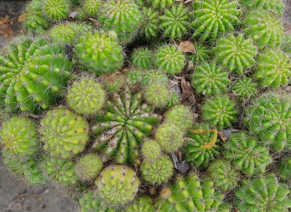 Grande Cactus Texture Sfondo — Foto Stock
