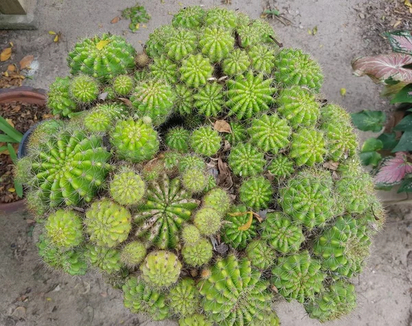 Mycket Stor Kaktus Trädgården — Stockfoto