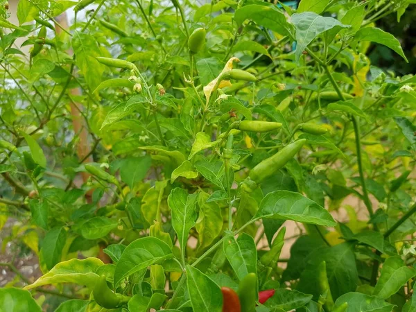 Grön Chili Grönsaker Trädgården — Stockfoto