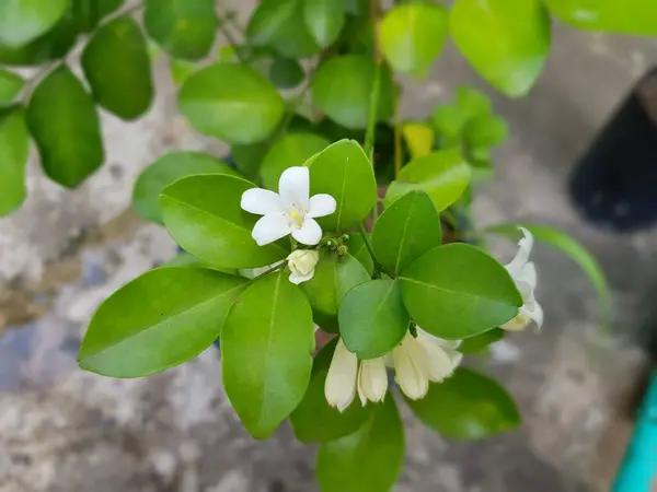 Fleur Prune Eau Sauvage Blanche Dans Jardin — Photo
