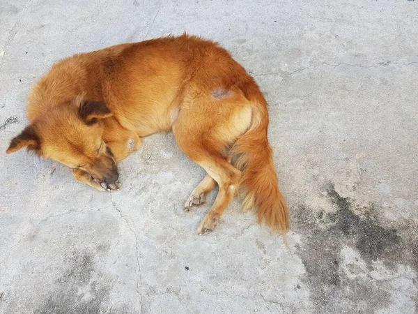 Коричневий Собака Спить Бетонному Фоні — стокове фото